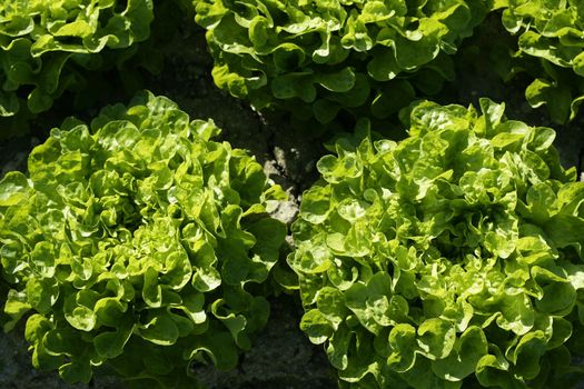 Green lettuce country in Spain. Sunny day outdoors