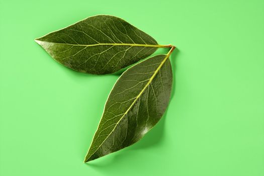 Shiny laurel leaves at green studio background