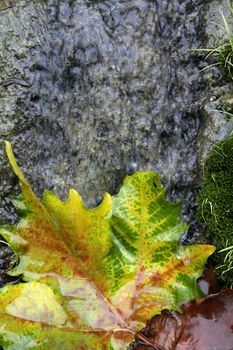 Autumn leaves down the water stream, background texture