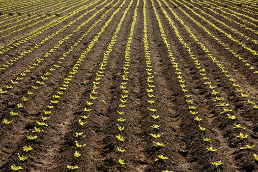 Little lettuce sprouts brown field, green vegetable outbreaks perspective