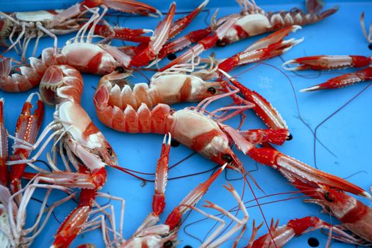 Mediterranean crustacean, Nephrops Norvegicus in red and white