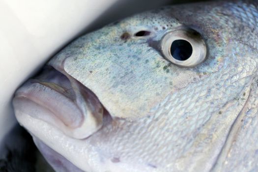 Denton, Mediterranean sparus fish, family of gilthead and snapper