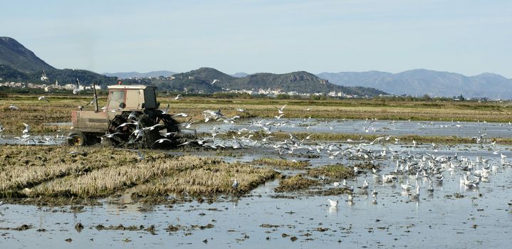 Rice tractor, wet fields and seagulls, Spain