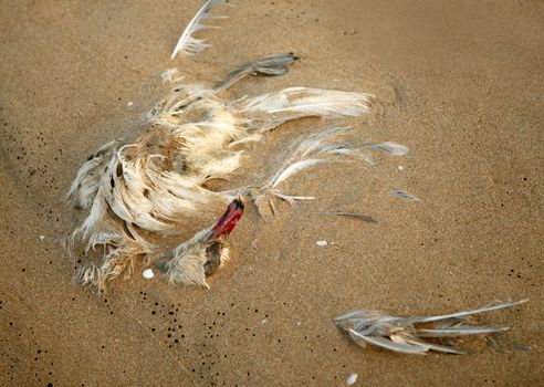 Dead seagull in the sand, ecology alert message