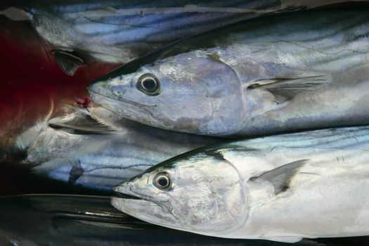 Bonito, skipjack tuna, Sarda Sarda on bloody water