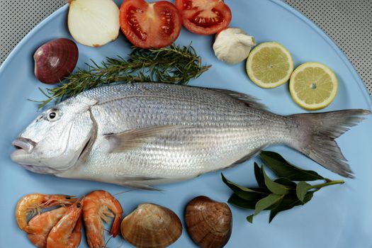 Denton, Mediterranean sparus fish, family of gilthead and snapper