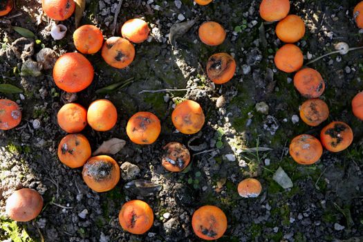 Rotted oranges on the floor, no harvest, legal limits on export