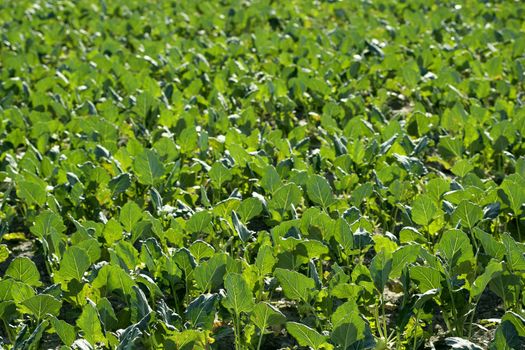 Baby cabbage green fields in Spain. Traditional agriculture