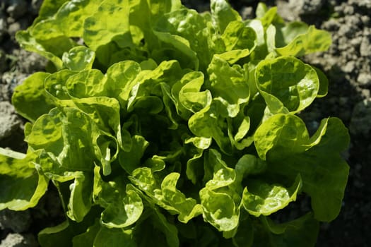 Green lettuce country in Spain. Sunny day outdoors