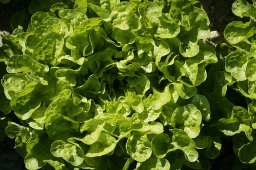 Green lettuce country in Spain. Sunny day outdoors