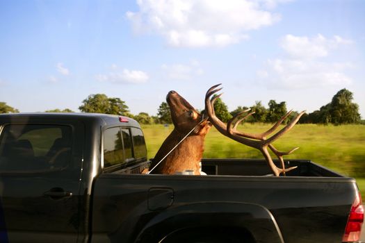 Weird deer taxidermist head over cargo van, absurd, unique