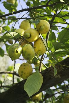 ITALY, Campania, Ischia island, mediterranean lemon tree