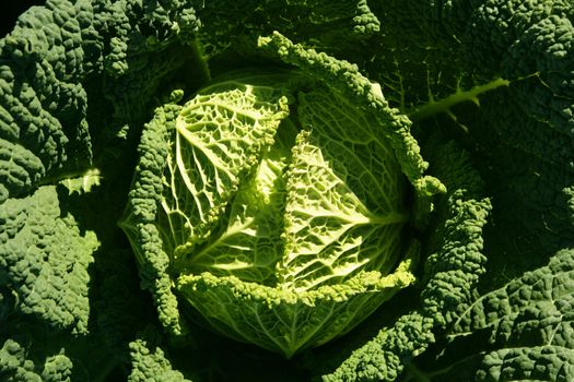 Green cabbage detail on a Spanish field on sunny day