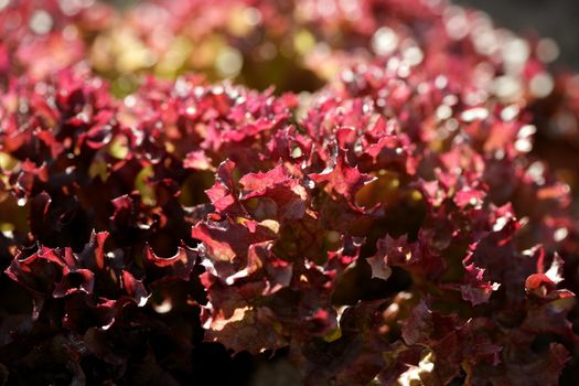 Red little baby lettuce in the fields from spain