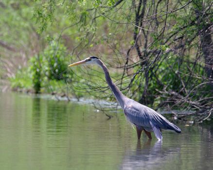 A blue heron wading in a lake looking for food