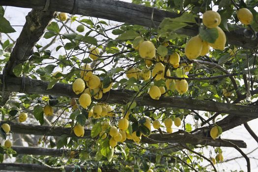 ITALY, Campania, Ischia island, mediterranean lemon tree