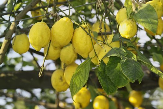 ITALY, Campania, Ischia island, mediterranean lemon tree