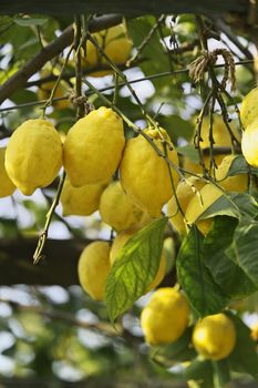 ITALY, Campania, Ischia island, mediterranean lemon tree