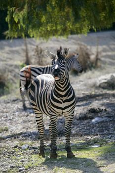 Zebra laughing expression, funny animal image, outdoors