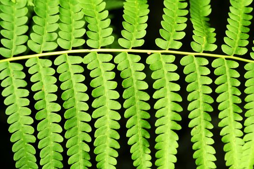 a Fern frond leaf background