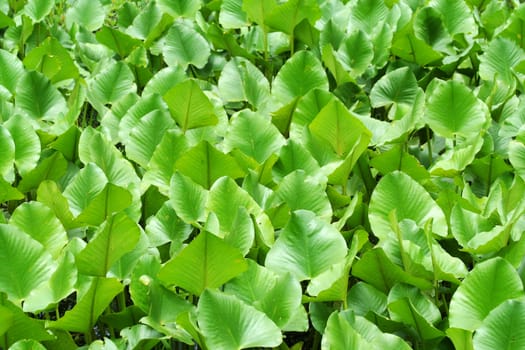 A Green swamp plants background