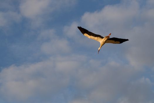 White Stork [Ciconia ciconia] flying in the cloudy blue sky