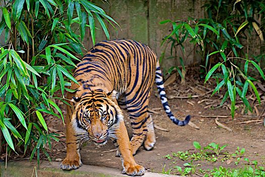 Tiger staring straight ahead getting ready to pounce.