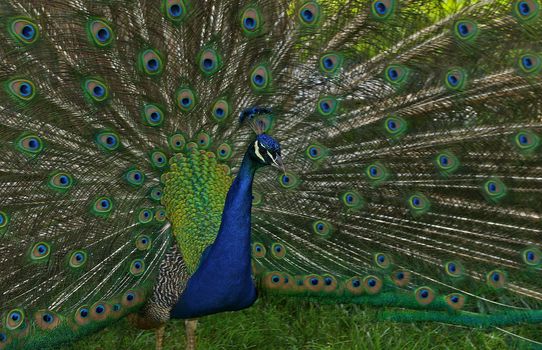 Colorful male peacock with tail feathers spread out covering the background.