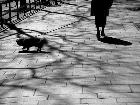 Woman walking her dog in Paris.