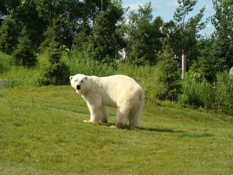 large white polar bear at Toronto zoo