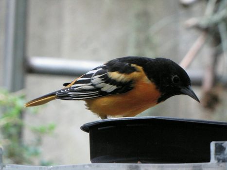 Baltimore Oriole eating out of a seed cup
