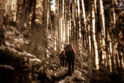 Here are people walk and hiking in the forest.