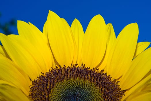 Big bright and vibrant yellow sunflower against blue sky