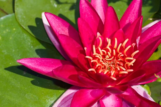 Bright pink lotus flower with green leaves in a pond