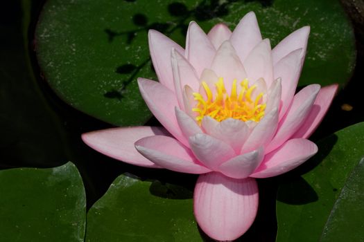 Bright pink lotus flower with green leaves in a pond