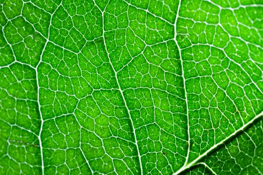 Close up macro shot of a bright green leaf for background use