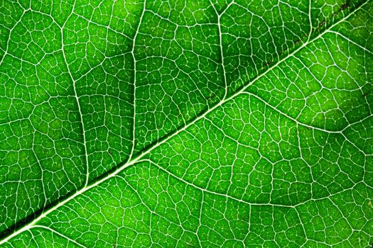 Close up macro shot of a bright green leaf for background use