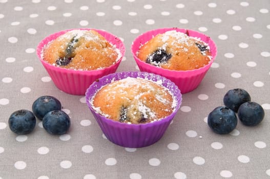 Three blueberry muffins in pink and purple forms