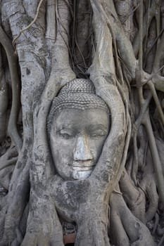 THAILAND, Ayutthaya, an ancient Buddha statue has been almost completely hidden by the rooths of a tropical tree