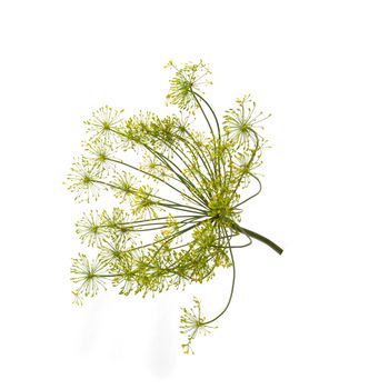 fresh green flowering dill on white background