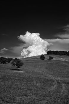 ITALY, tuscany, countryside near Pitigliano, B/W