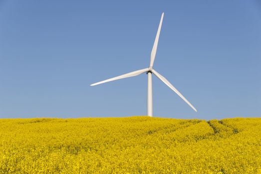 a wind turbine in a rapesseed field