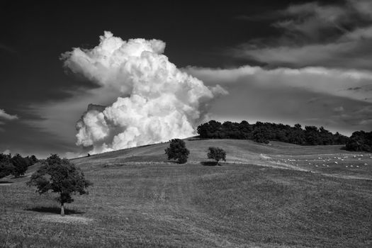 ITALY, tuscany, countryside near Pitigliano, B/W, black&white