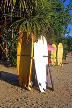 Surfboards under a palm tree. Kuta beach, Bali, Indonesia.