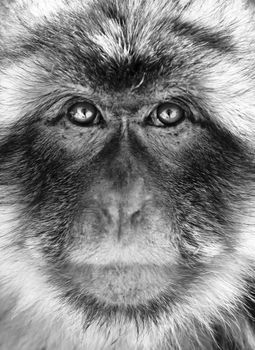 Black and white close-up portrait of a Gibraltar Barbary Macaques.