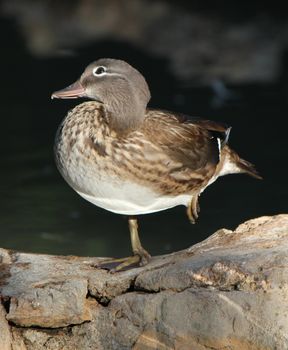 Brown duck mallard standing on one paw on a stone by sunset Geneva, Switzerland