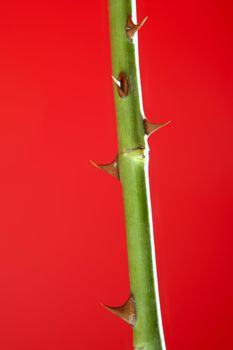 Rose vivid red plant with sting spines detail over red background