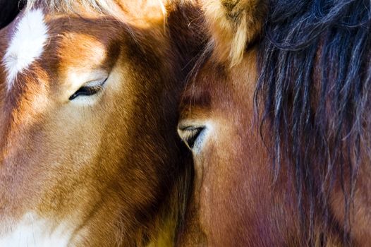 Scene of tenderness between two horses.