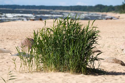 Beach grass and stone on a dune near the sea