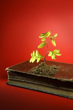 Plant growing from aged old book, birth concept, red background